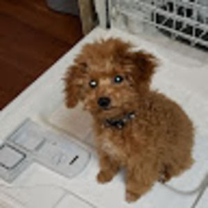 Meet your Posher, Gemma